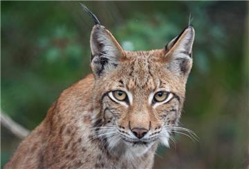 Ein Luchs schaut in die Kamera.