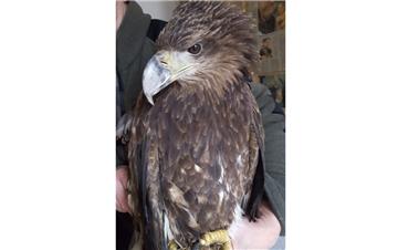 Ein junger Seeadler ist an einer Bleivergiftung gestorben. Es ist der dritte in den vergangenen Jahren.