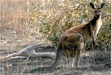 Ein Känguru hat in Australien eine Golferin attackiert und schwer verletzt (Symbolbild).