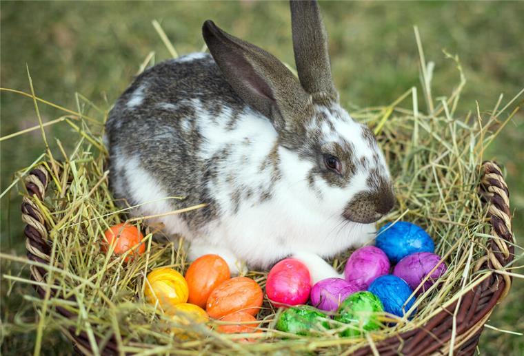 Ein Osterhase für zu Hause? Das müssen Tierhalter wissen Ein Kaninchen sitzt neben einem Weidenkorb mit bunt gefärbten Ostereiern auf einer Wiese.
