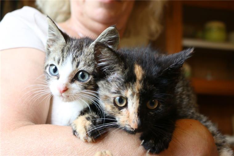 Vor dem Tod gerettet: Verletztes Kätzchen wird von Kater in der Wesermarsch aufgepeppelt Ein Katzen-Dreamteam: Der kleine Kater (links) leitet die verletzte Emily (rechts) an.