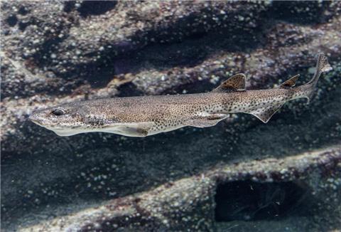 Ein Katzenhai schwimmt in einem Aquarium des Multimar Wattforums .