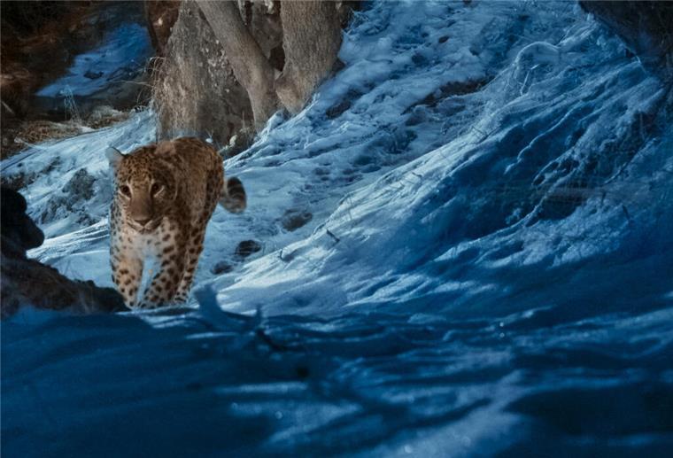 Von Wildnis bis Weltraum – diese Serien darfst du nicht verpassen Ein Kaukasus-Leopard ist in „The Wild Ones“ zu sehen, das am 11. Juli auf dem Streamingdienst Apple TV+ Premiere feiert.