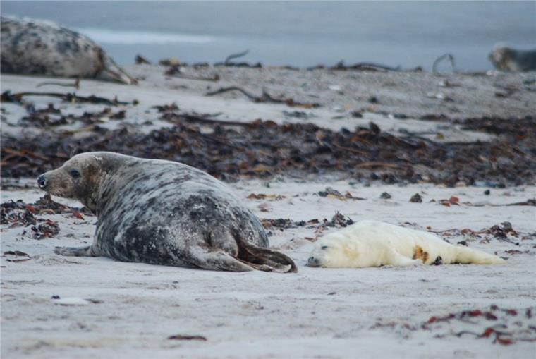 Darum freut sich Helgoland über die Kegelrobbenbabys Ein Kegelrobbenbaby liegt neben seiner Mutter auf der Düne der Hochseeinsel Helgoland.