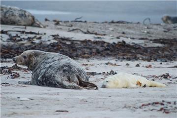Ein Kegelrobbenbaby liegt neben seiner Mutter auf der Düne der Hochseeinsel Helgoland.  