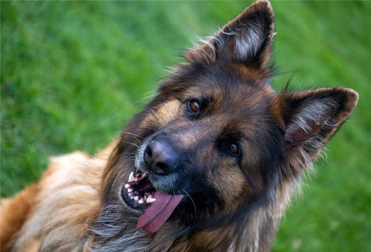 Entlaufener Schäferhund attackiert Jungen! Vater greift sofort zur Waffe und schießt Ein Deutscher Schäferhund auf dem Übungsplatz des Schäferhundvereins Lauingen.