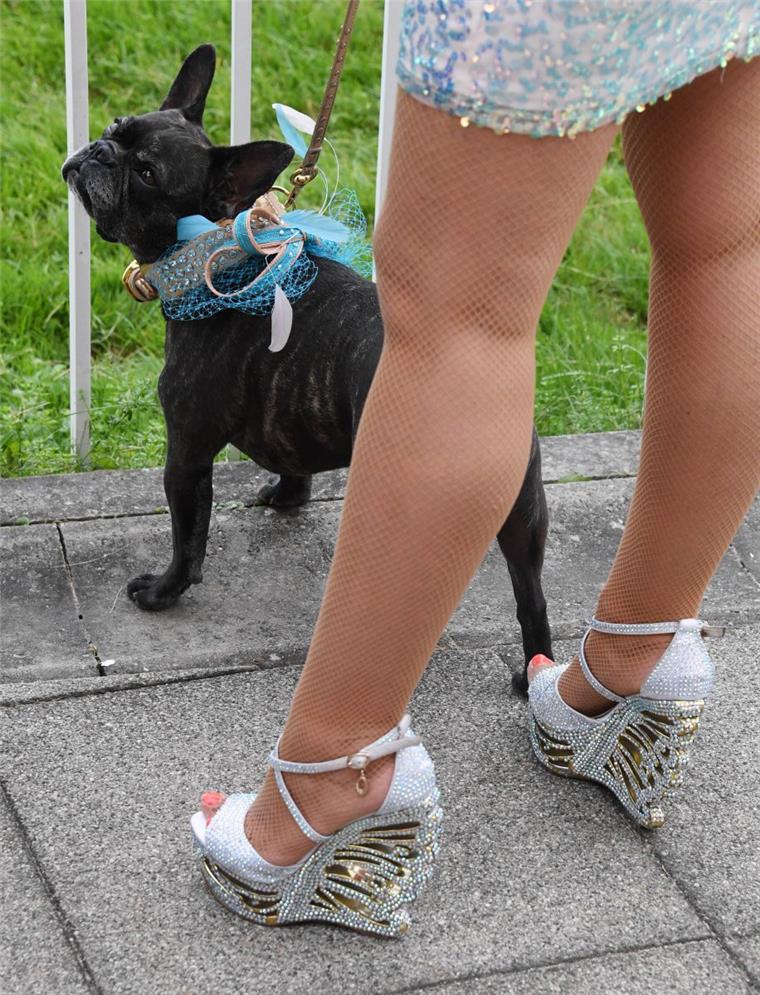 Lehe: Hund beißt Prostituierte Ein kleiner Hund hat es am Dienstag auf die Wade einer Prostituierten abgesehen.