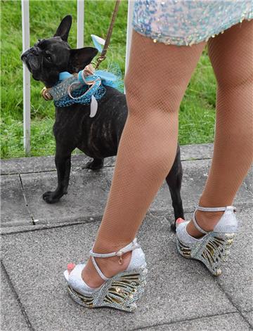 Ein kleiner Hund hat es am Dienstag auf die Wade einer Prostituierten abgesehen. 