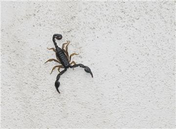 Ein kleiner Skorpion hat in einem Hamburger Hotel für reichlich Trubel gesorgt.