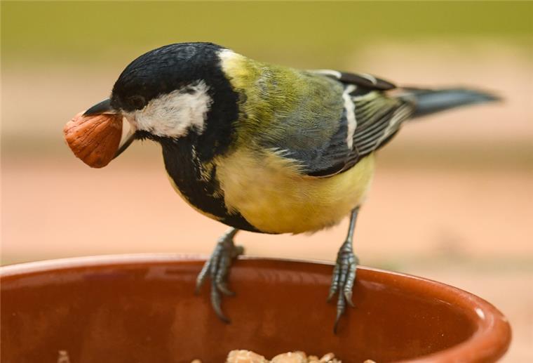 Tiere im Winter: Vögel gewöhnen sich an regelmäßige Fütterung Ein Kohlmeise hält auf einem Balkon eine Haselnuss in ihrem Schnabel, die sich aus einem Futternapf geholt hat.