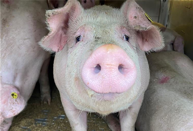 Sittensen: Autobahnpolizei kontrolliert Tiertransporte Ein kontrollierter Schweinetransporter war erheblich überladen.
