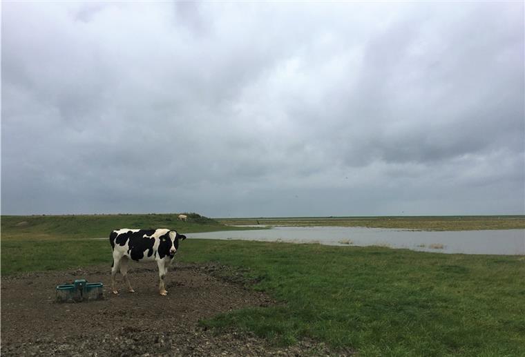 Butjadingen bald Teil der Biosphärenregion? Ein Kuh steht auf dem Langwarder Groden. Über ihr brauen sich dunkle Wolken zusammen. Im Hinblick auf die in Butjadingen wieder anstehende Diskussion über einen Beitritt zur Biosphärenregion dürfte das Bild Symbolcharakter haben.