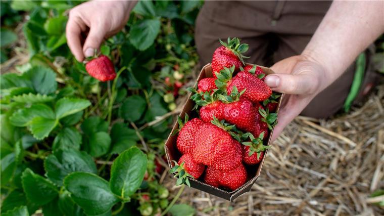 Landwirte wollen „Tag der deutschen Erdbeere“ etablieren Ein Landwirt hält auf einem Feld eine Schale Erdbeeren in den Händen.