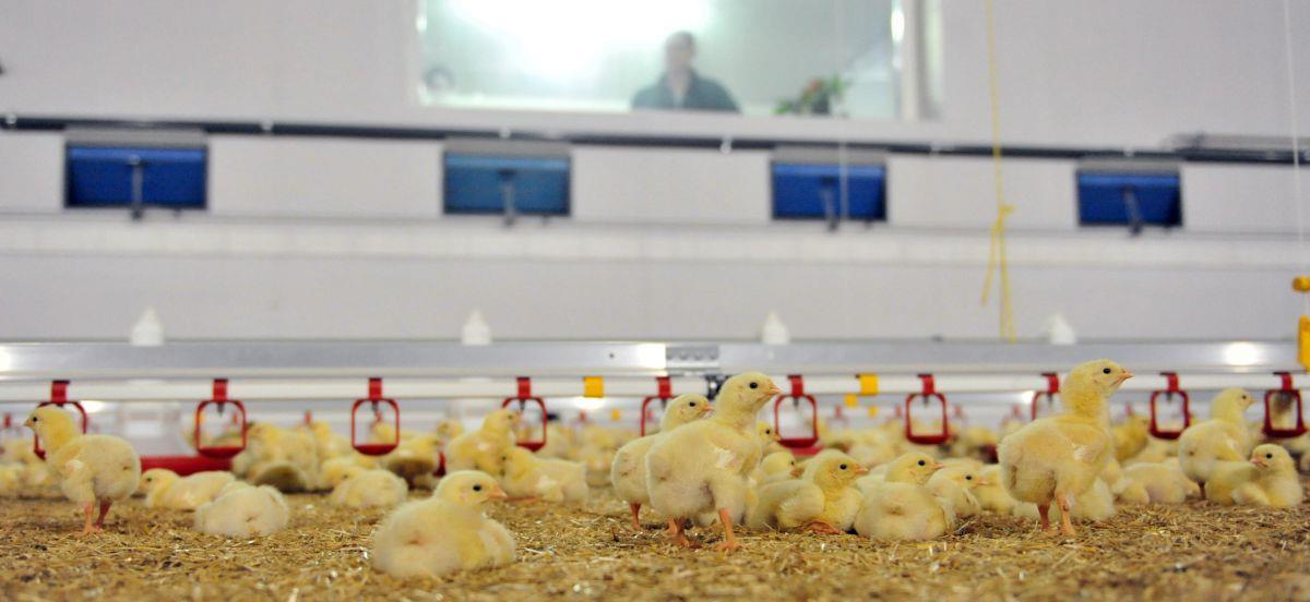 Freyersen bei Zeven: Hähnchenstreit geht in die nächste Runde Ein Landwirt möchte in Freyersen zwei Hähnchenmastställe bauen. Bereits Ende vergangenen Jahres hat ihm der Landkreis Rotenburg die vorläufige Genehmigung nach dem Bundes-Immissionsschutzgesetz erteilt. Die Kreisgruppe Rotenburg des Bund für Umwelt und Naturschutz hat jedoch Widerspruch eingelegt.