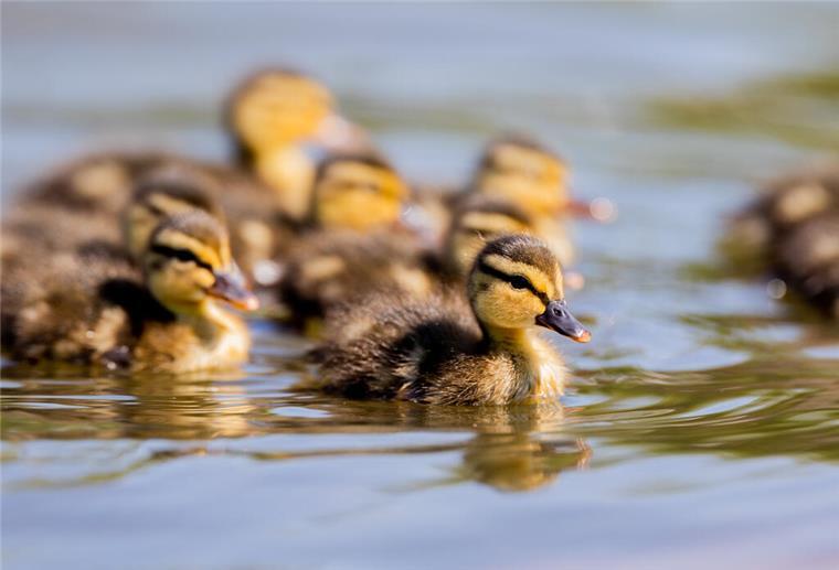 Acht Küken in Not – zwei Brüder werden zu kleinen Lebensrettern Entenküken schwimmen auf einem See. Ein leises Schnattern, zwei aufmerksame Brüder – und acht gerettete Leben. Die Feuerwehr eilt zur Hilfe, die Küken überleben, die Entenmutter kehrt zurück.