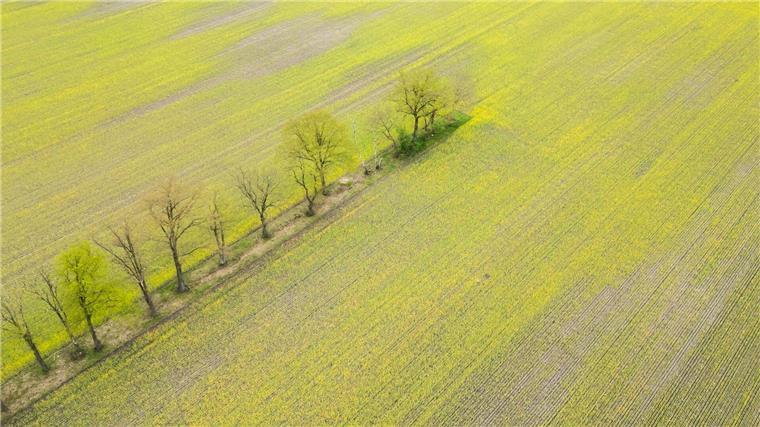 Raps blüht ungewöhnlich früh in Niedersachsen Ein leuchtend gelbes Rapsfeld in der Nähe von Hannover.