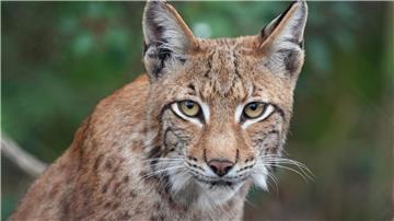 Ein Luchs.