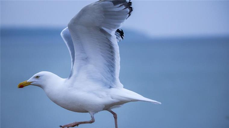 „Möwen-Mann“: Polizei Bremerhaven geht gegen Tierfreund vor Eine Möwe läuft bei trübem Wetter auf einer Mauer.