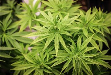 ARCHIV - 22.02.2024, Hamburg: Cannabispflanzen (ca. 4 Wochen alt) in ihrer Wachstumsphase stehen unter künstlicher Beleuchtung in einem Privatraum. (Symbolbild) (zu dpa: «Cannabisplantage in Bremer Wohnung entdeckt») Foto: Christian Charisius/dpa +++ dpa-Bildfunk +++