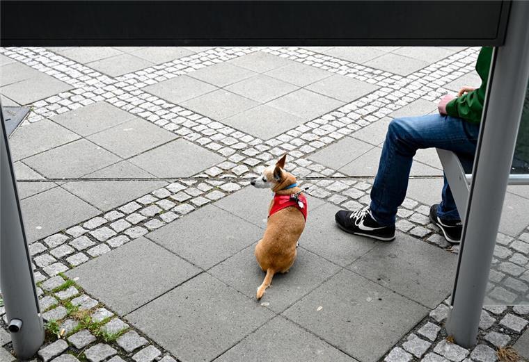 Hund vor Supermarkt in Spaden gestohlen Ein Hund wartet zusammen mit seinem Herrchen an einer Bushaltestelle in der Frankfurter Innenstadt. +++ dpa-Bildfunk +++