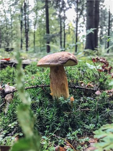 Ein Maronen-Röhrling (Imleria badia) steht im feuchten Moos in einem Waldstück. Der feuchte Herbst beschert dem Norden eine üppige Pilzsaison.