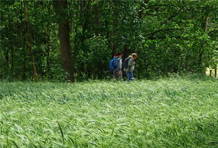 Mega-Marsch: Kraftakt im Landkreis Rotenburg Ein Mega-Marsch ist normalerweise eine Großveranstaltung. Dieses Jahr werden daraus viele kleine, unter anderem auf den Nordpfaden im Landkreis Rotenburg.