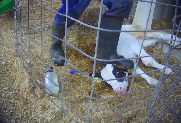 Tritte, Schläge und qualvolles Leid: Video belastet Skandalbetrieb erneut schwer Ein Mitarbeiter eines Milchviehbetriebes tritt einem kranken Kalb gegen den Kopf.