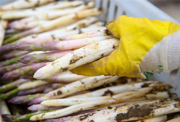 Spargelliebhaber müssen jetzt ganz stark sein: Saison endet offiziell am Montag Ein Mitarbeiter legt frisch gestochenen Spargel in eine Kiste.