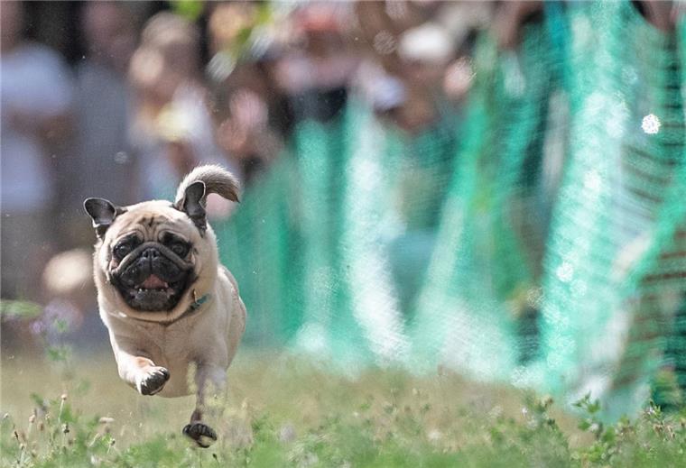Ein Mops läuft beim 9. Internationalen Mopstreffen auf dem Gelände des Vereins Jugend und Hund in Berlin-Lichtenrade über eine Bahn. Höhepunkt der Veranstaltung ist das Mopsrennen mit elektronischer Zeitnahme. 