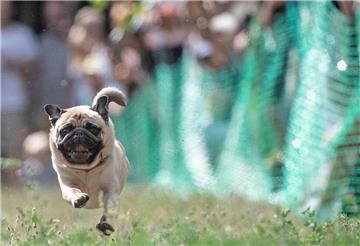 Ein Mops läuft beim 9. Internationalen Mopstreffen auf dem Gelände des Vereins Jugend und Hund in Berlin-Lichtenrade über eine Bahn. Höhepunkt der Veranstaltung ist das Mopsrennen mit elektronischer Zeitnahme. 