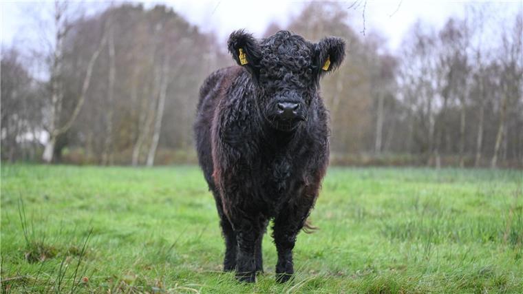 Ex-Halter von ausgebüxten Galloway-Rindern muss vor Gericht Ein nasses Galloway Rind steht auf einer Weide.