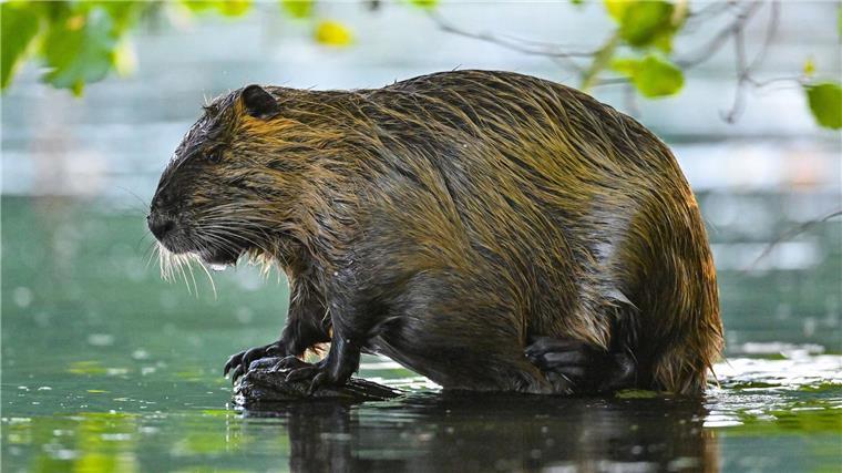 Nutrias sollen weiterhin ganzjährig bejagt werden dürfen Ein Nutria steht am Rande eines Gewässers auf einem Baumstumpf.