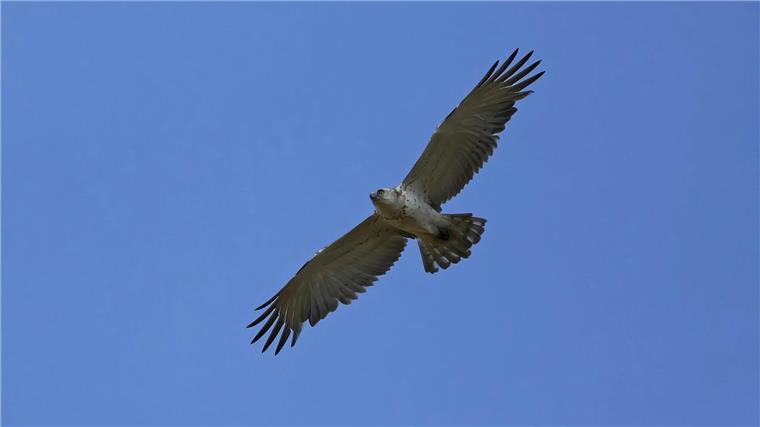 Seltener Schlangenadler im Landkreis Hildesheim beobachtet Ein Ornithologe hat den seltenen Adler zufällig entdeckt.