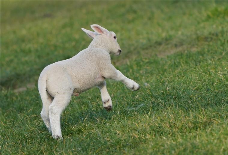 Osterlämmer sind Fleischlieferanten und Küstenschützer Ein Osterlamm läuft über eine Wiese. Auf staksigen Beinchen toben aktuell kleine Lämmern über Wiesen und Deiche. Die niedlichen Wollknäuel sind nicht nur Fotomotiv, sondern auch Küstenschützer.