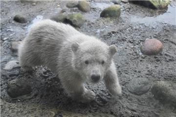 Ein paar Alleingänge sind schon drin: Lili aus dem Zoo am Meer 
