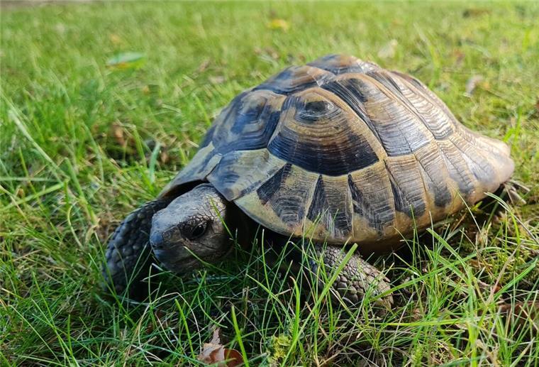 Kurios: Schildkröte spaziert seelenruhig zur Polizeiwache Eine Schildkröte in grünem Gras.