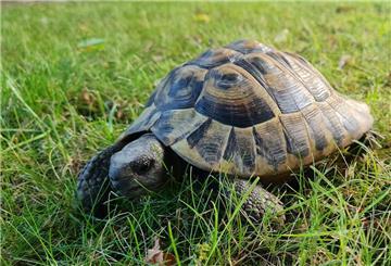 Eine Schildkröte in grünem Gras. 
