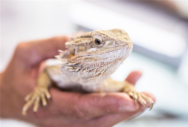 Passant findet Reptilien in Geestemünde Ein Passant hat in Bremerhaven Reptilien gefunden.