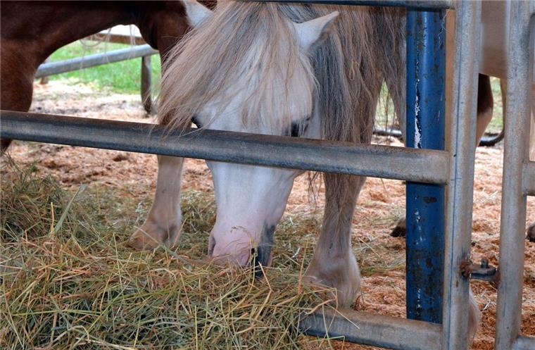 Wilstedt: Spender bringen Futter und Geld zu Zirkus in Not Ein Pferd des „Cirkus Minimum“ beim Fressen. Die Hilfsbereitschaft der Menschen in der Region hat dazu geführt, dass die Tiere erst einmal bestens versorgt sind.