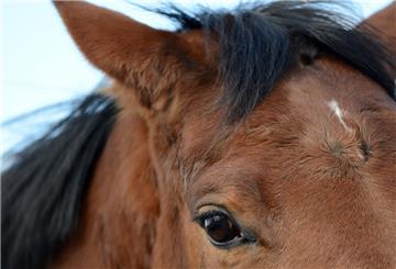 Ein Pferd hat auf der A27 für einen Polizeieinsatz gesorgt.