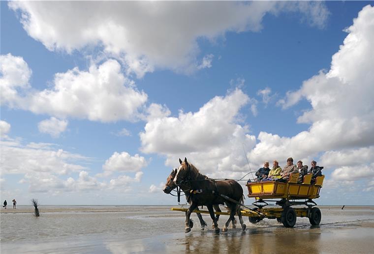 Priel bedroht Wattweg zur Insel Neuwerk Ein Pferdewagen kehrt bei Niedrigwasser von einem Ausflug zur Nordseeinsel Neuwerk im Nationalpark Wattenmeer zurück.