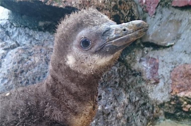 Cuxhaven: Pinguinbaby im Zoo im Kurpark geboren Ein Pinguinbaby verzaubert derzeit den Zoo im Kurpark in Cuxhaven.