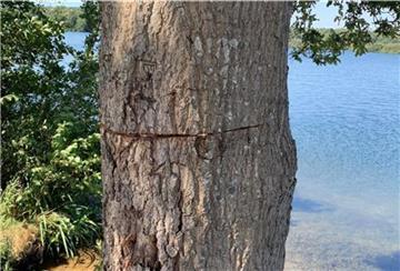 Der angesägte Baumstamm der Eiche am Apeler See in Schiffdorf..