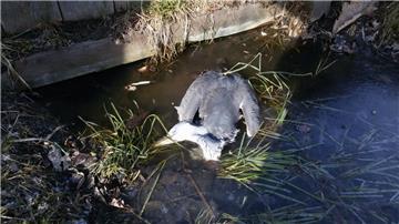 Ein Reiher liegt festgefroren und tot in einem Graben in Tossens.