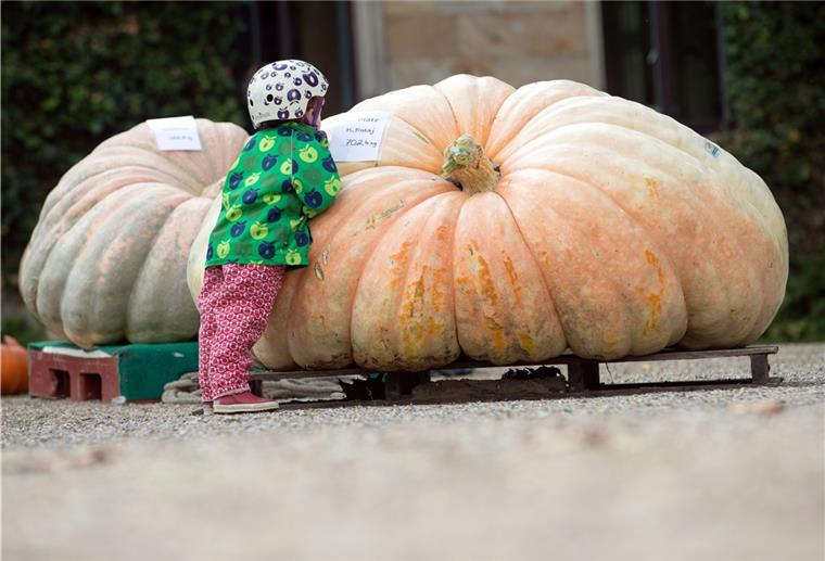 Ein Riesenkürbis der Sorte Atlantic Giant wurde bei der niedersächsischen Kürbismeisterschaft auf Schloss Ippenburg mit 702,40 Kilogramm zum schwersten Kürbis Niedersachsens gekürt. 
