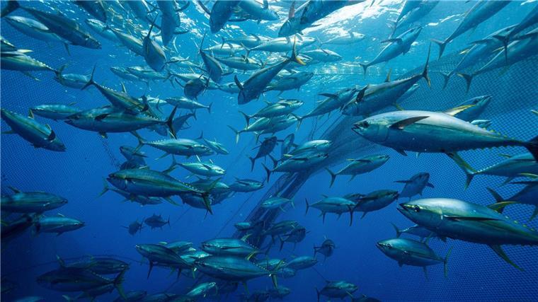 Vom großen Fisch zur kleinen Dose: ZDF-Doku über Thunfisch Ein Ringwadennetz umschließt einen Thunfischschwarm .