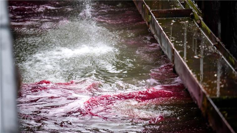 Ein roter Ölteppich bereitet sich auf dem Wasser aus.