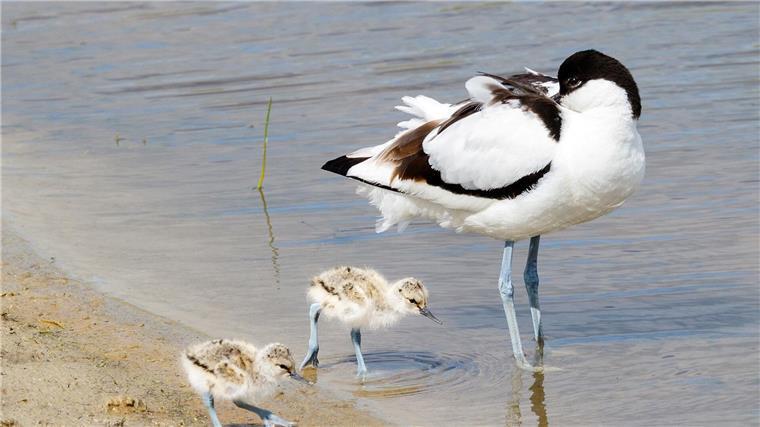 Ein Säbelschnäbler und zwei Küken laufen am Strand des Wattenmeeres in Schleswig-Holstein.
