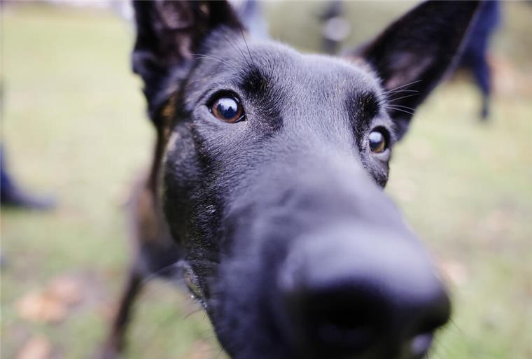Hund reist im Zug allein nach Köln Der belgische Schäferhund «Aris» interessiert sich für das Objektiv der Kamera. Das 9 Monate alte Tier ist einer von drei Drogenspürhunden, die nach ihrer Ausbildung in Justizvollzugsanstalten in Schleswig-Holstein eingesetzt werden sollen. +++ dpa-Bildfunk +++