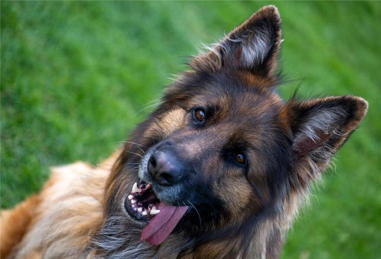Schäferhund beißt Bremerhavener Postboten in den Po Schäferhund